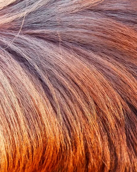 Gros plan sur une chevelure cuivrée après coloration